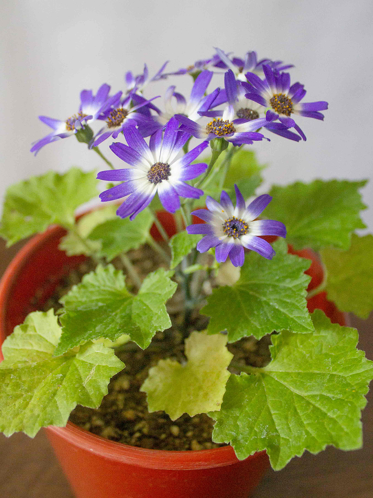🌸 Cineraria (Pericallis hybrida / Senecio cruentus) La Estrella de Invierno:  4