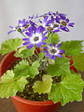 🌸 Cineraria (Pericallis hybrida / Senecio cruentus) La Estrella de Invierno:  - Miniatura 4