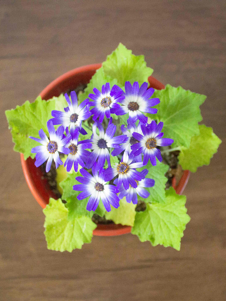 🌸 Cineraria (Pericallis hybrida / Senecio cruentus) La Estrella de Invierno:  1