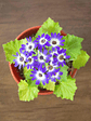 🌸 Cineraria (Pericallis hybrida / Senecio cruentus) La Estrella de Invierno:  - Miniatura 1