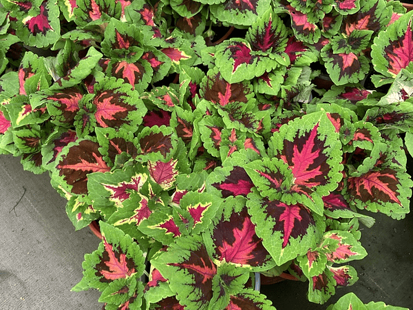 🪴 Guía Definitiva de Cuidado: Coleo, La Estrella de Follaje Inmortal