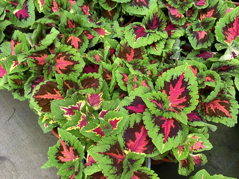 🪴 Guía Definitiva de Cuidado: Coleo, La Estrella de Follaje Inmortal