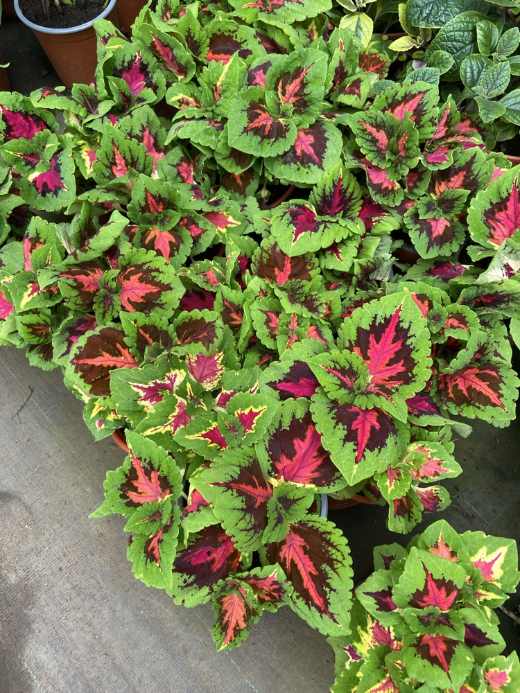 🪴 Guía Definitiva de Cuidado: Coleo, La Estrella de Follaje Inmortal