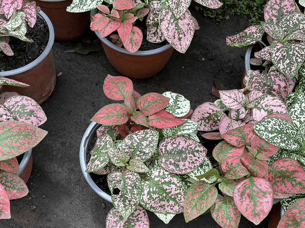 🪴 Guía Definitiva de Cuidado: Hipoestes, La Planta del Confeti