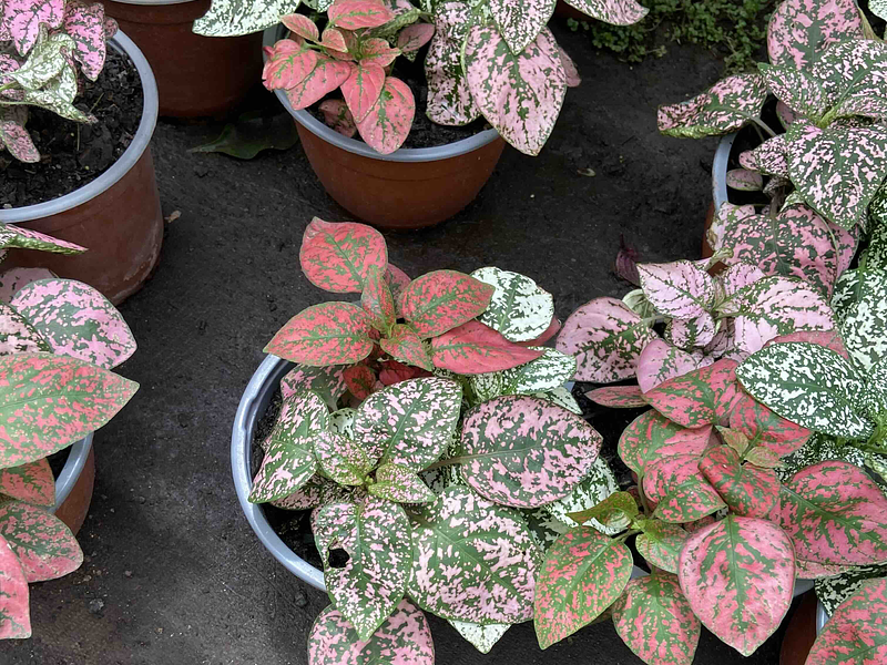 🪴 Guía Definitiva de Cuidado: Hipoestes, La Planta del Confeti