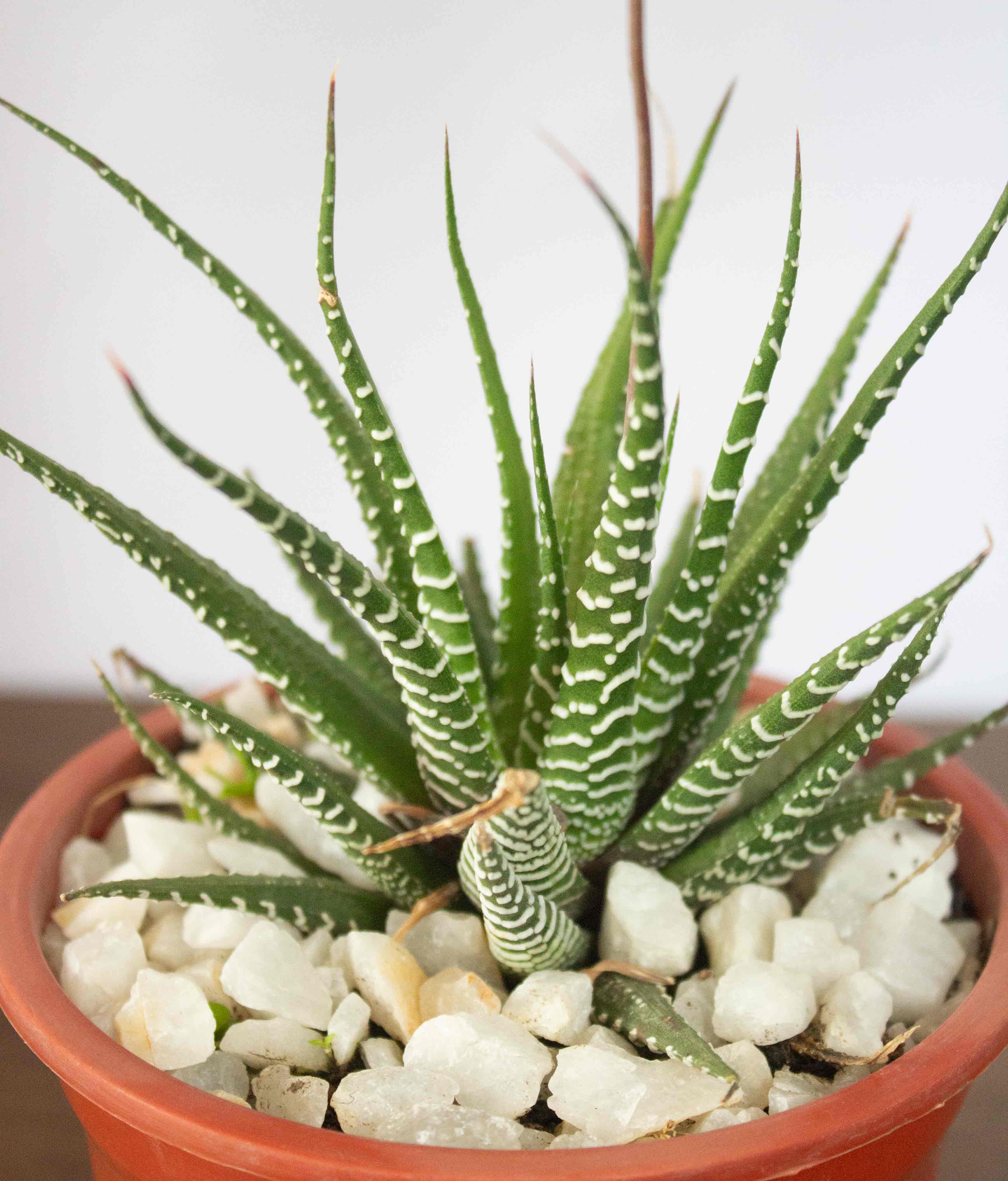 🪴 Guía Definitiva de Cuidado: Haworthia Cebra, La Suculenta para Interiores Oscuros