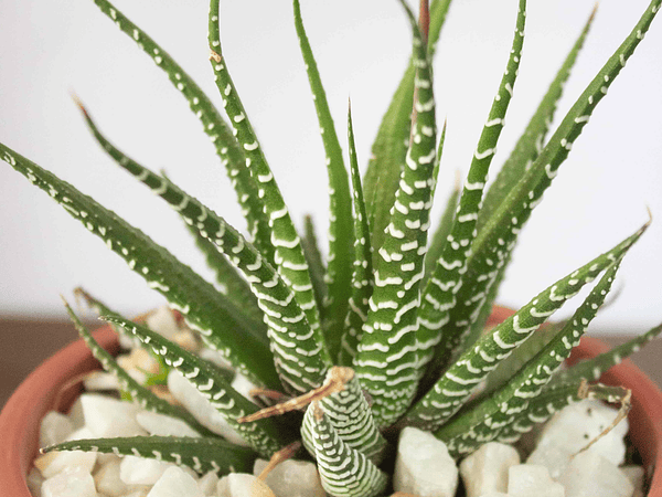 🪴 Guía Definitiva de Cuidado: Haworthia Cebra, La Suculenta para Interiores Oscuros