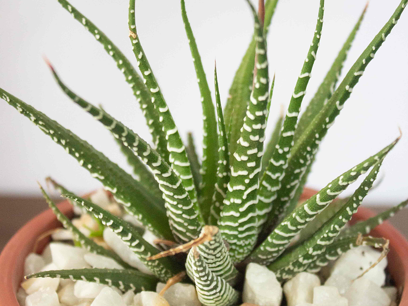 🪴 Guía Definitiva de Cuidado: Haworthia Cebra, La Suculenta para Interiores Oscuros
