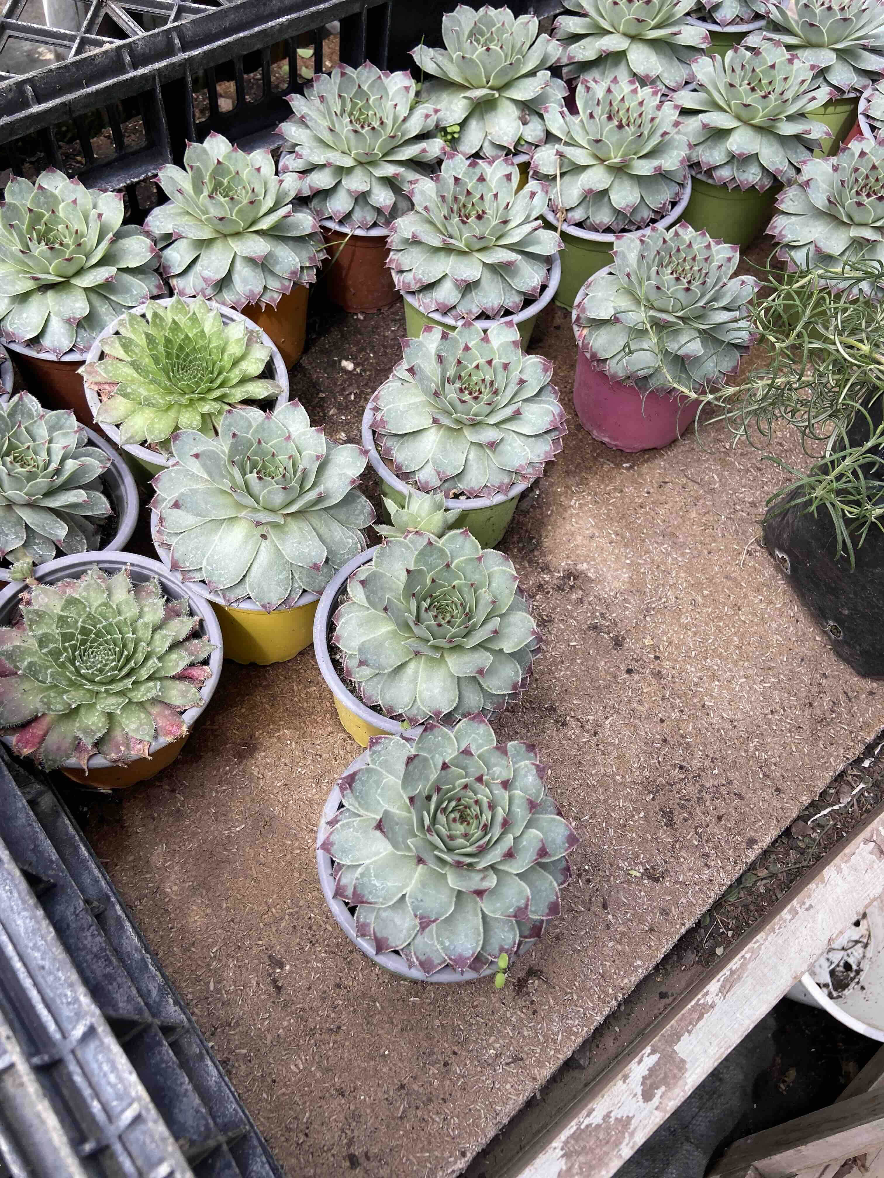 🪴 Guía Definitiva de Cuidado: Sempervivum, La Suculenta que Desafía el Invierno