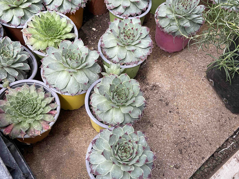 🪴 Guía Definitiva de Cuidado: Sempervivum, La Suculenta que Desafía el Invierno