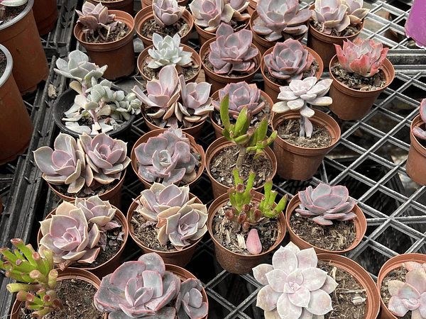 🪴 Guía Definitiva de Cuidado: Echeveria Púrpura, La Reina del Color Intenso