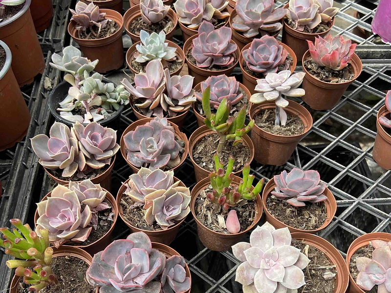 🪴 Guía Definitiva de Cuidado: Echeveria Púrpura, La Reina del Color Intenso