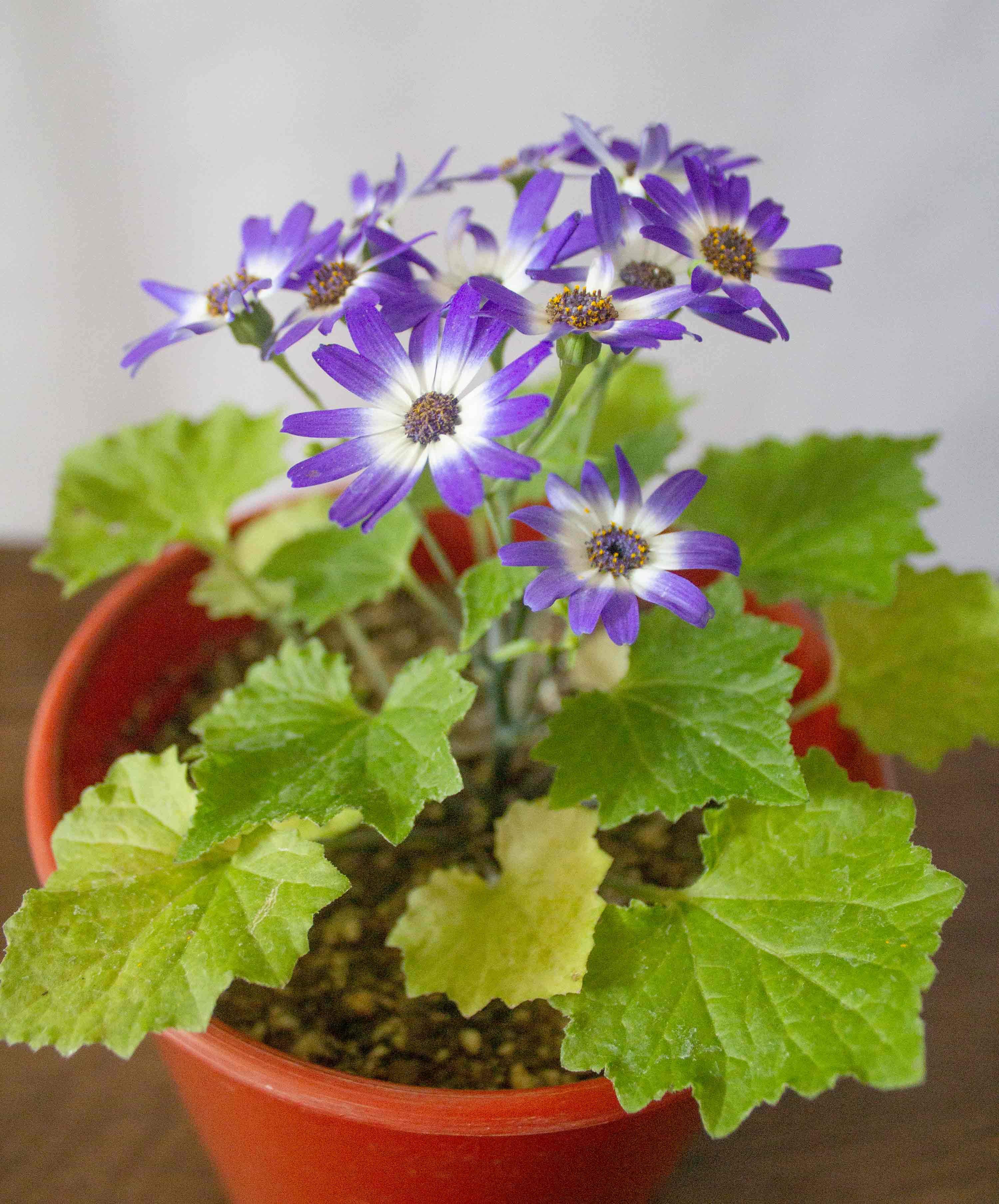 🌿 Guía Definitiva de Cuidado: Cineraria (Pericallis x hybrida), La Reina de la Floración Invernal