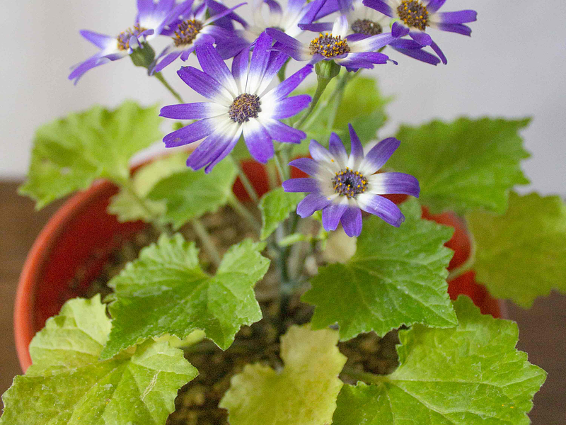 🌿 Guía Definitiva de Cuidado: Cineraria (Pericallis x hybrida), La Reina de la Floración Invernal