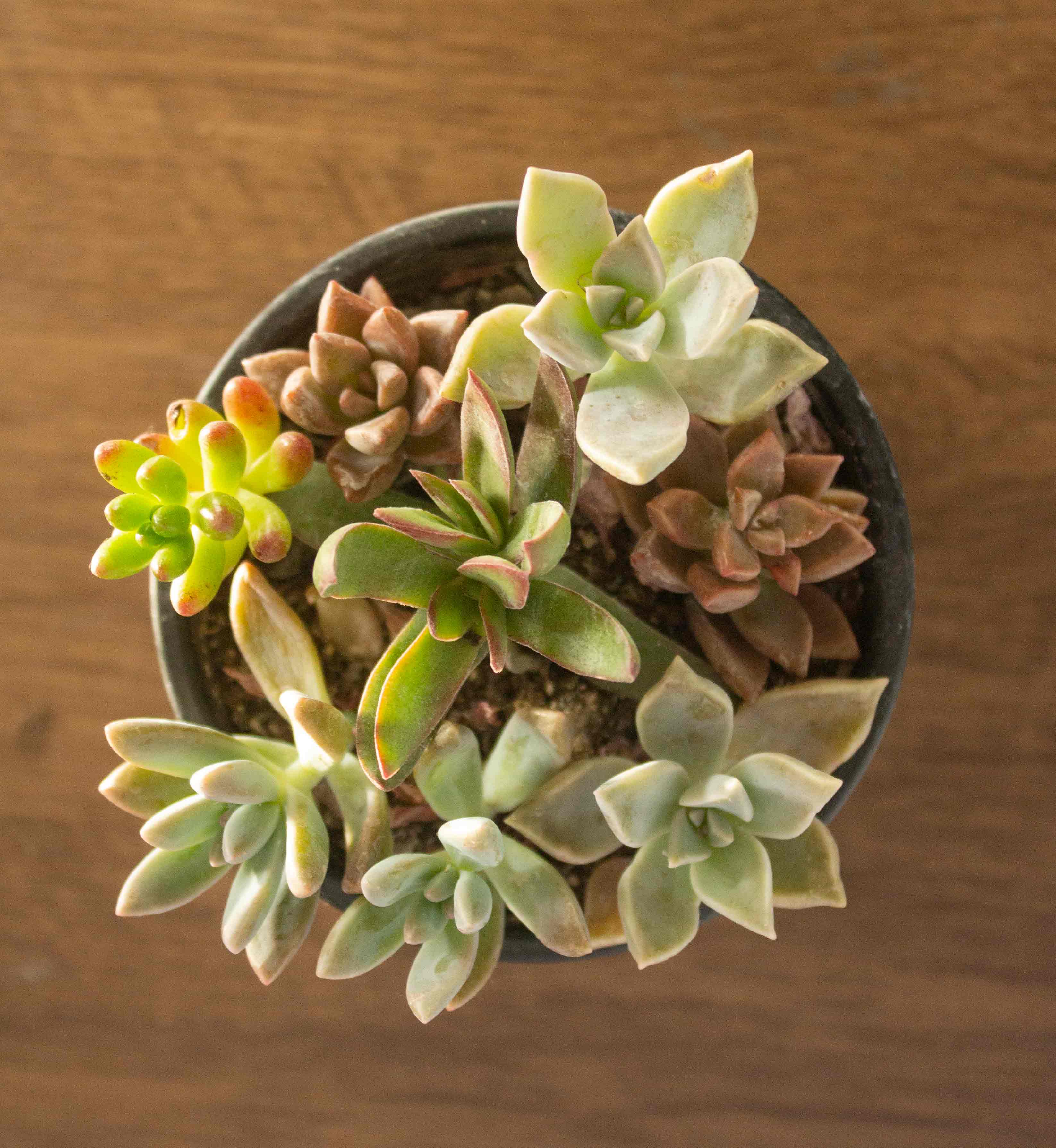 🪴 Guía Definitiva de Cuidado: Mini Mix de Suculentas, Tu Primera Colección Fácil