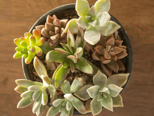 🪴 Guía Definitiva de Cuidado: Mini Mix de Suculentas, Tu Primera Colección Fácil