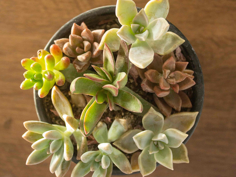 🪴 Guía Definitiva de Cuidado: Mini Mix de Suculentas, Tu Primera Colección Fácil