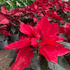 🪴 Guía Definitiva de Cuidado: Poinsettia, Tu Estrella Roja Todo el Año
