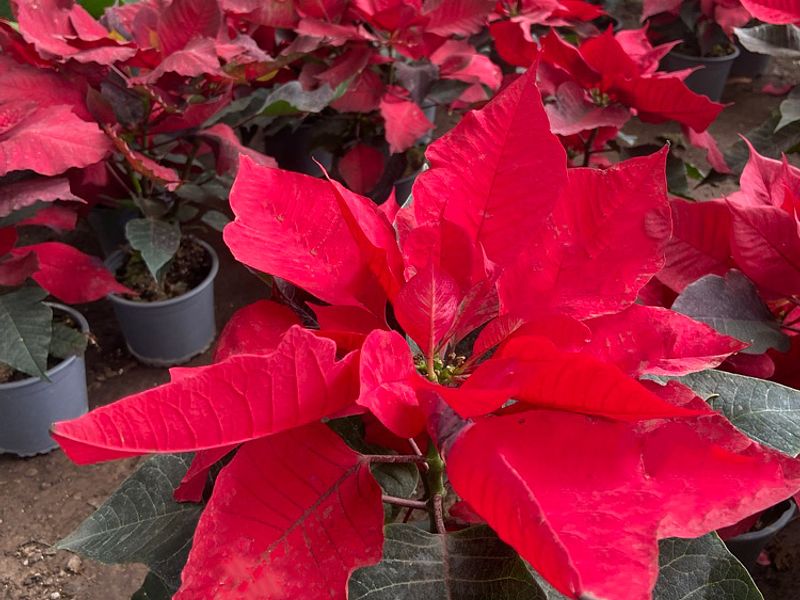 🪴 Guía Definitiva de Cuidado: Poinsettia, Tu Estrella Roja Todo el Año