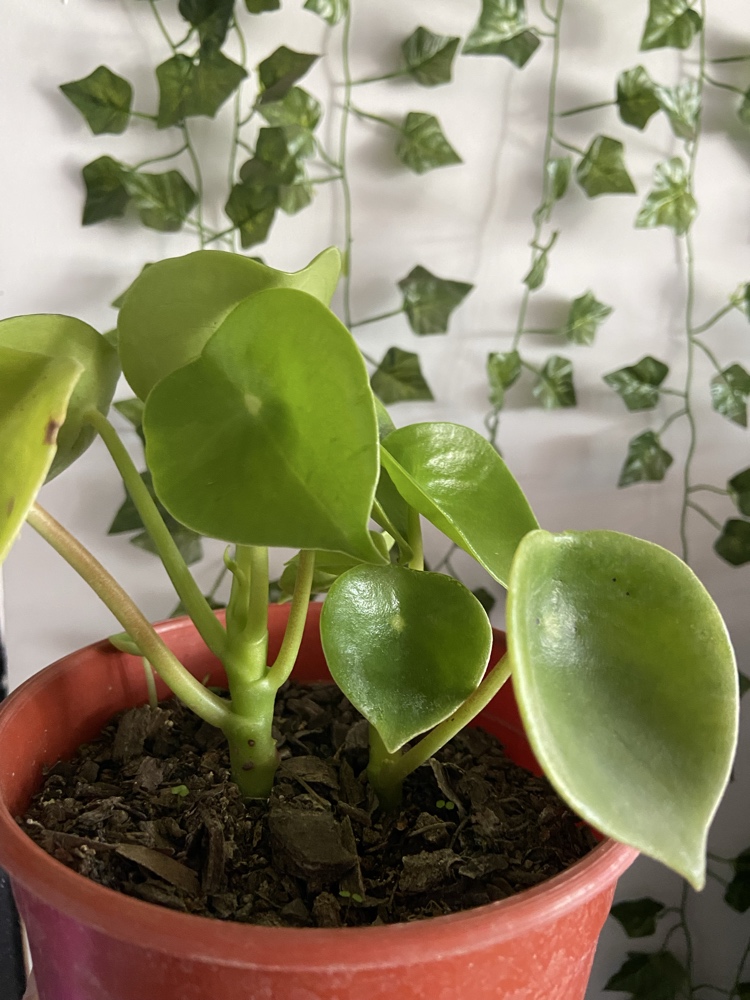 🪴 Guía Definitiva de Cuidado: Peperomia Cucharita, La Planta "Gota de Agua"