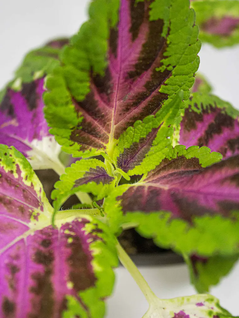 🌿 Coleo o Cresta de gallo (Plectranthus scutellarioides) El Mosaico de Color del Jardín: 2