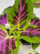 🌿 Coleo o Cresta de gallo (Plectranthus scutellarioides) El Mosaico de Color del Jardín: - Miniatura 2