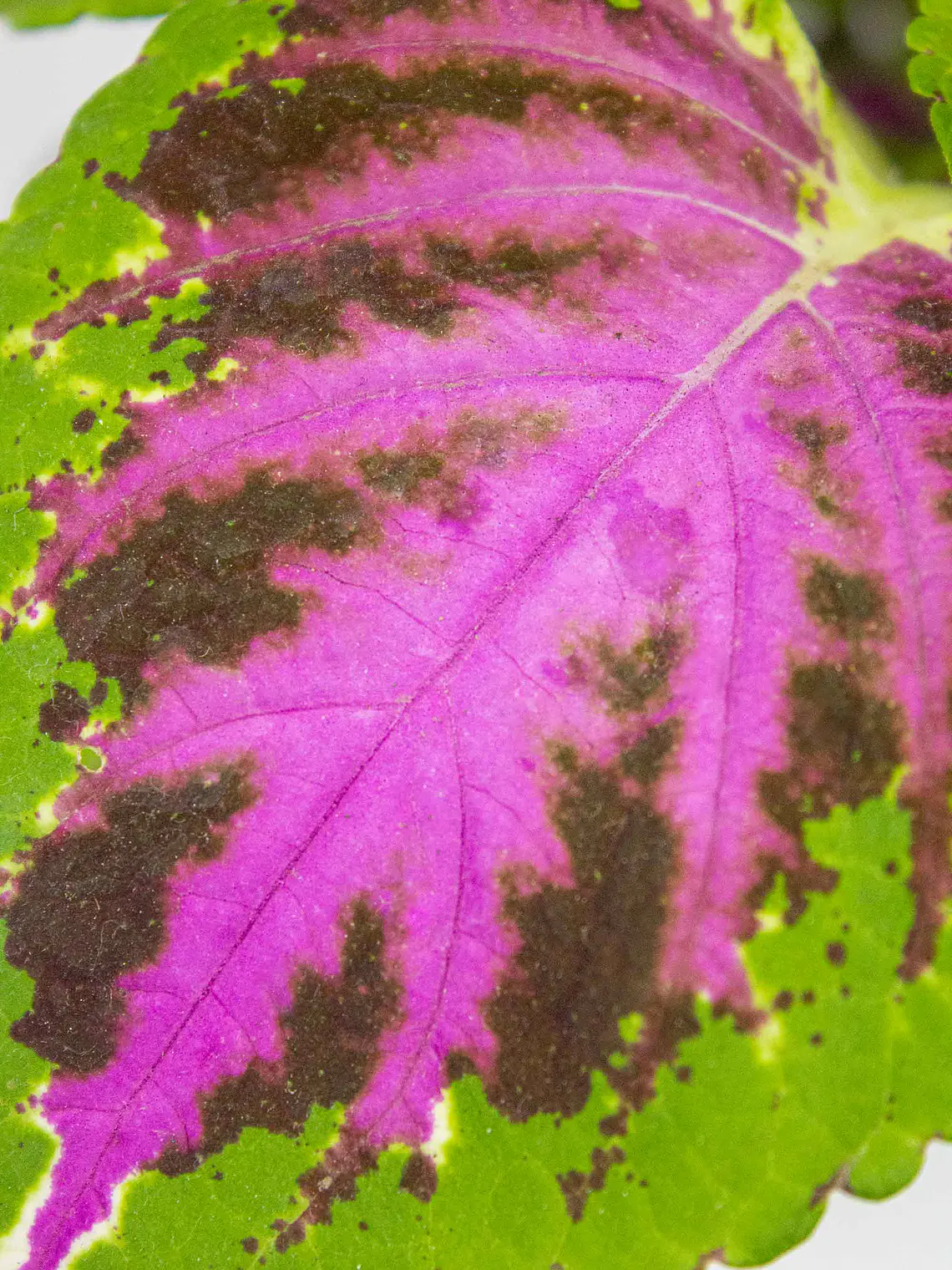 🌿 Coleo o Cresta de gallo (Plectranthus scutellarioides) El Mosaico de Color del Jardín: 4