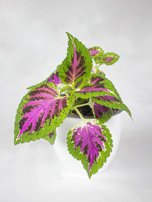 🌿 Coleo o Cresta de gallo (Plectranthus scutellarioides) El Mosaico de Color del Jardín: