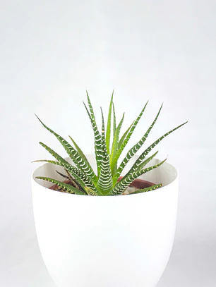 🌿 Haworthia fasciata o attenuata (Cebra)  El 'Cebra' de la Sombra Brillante: