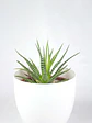 🌿 Haworthia fasciata o attenuata (Cebra)  El 'Cebra' de la Sombra Brillante: - Miniatura 2