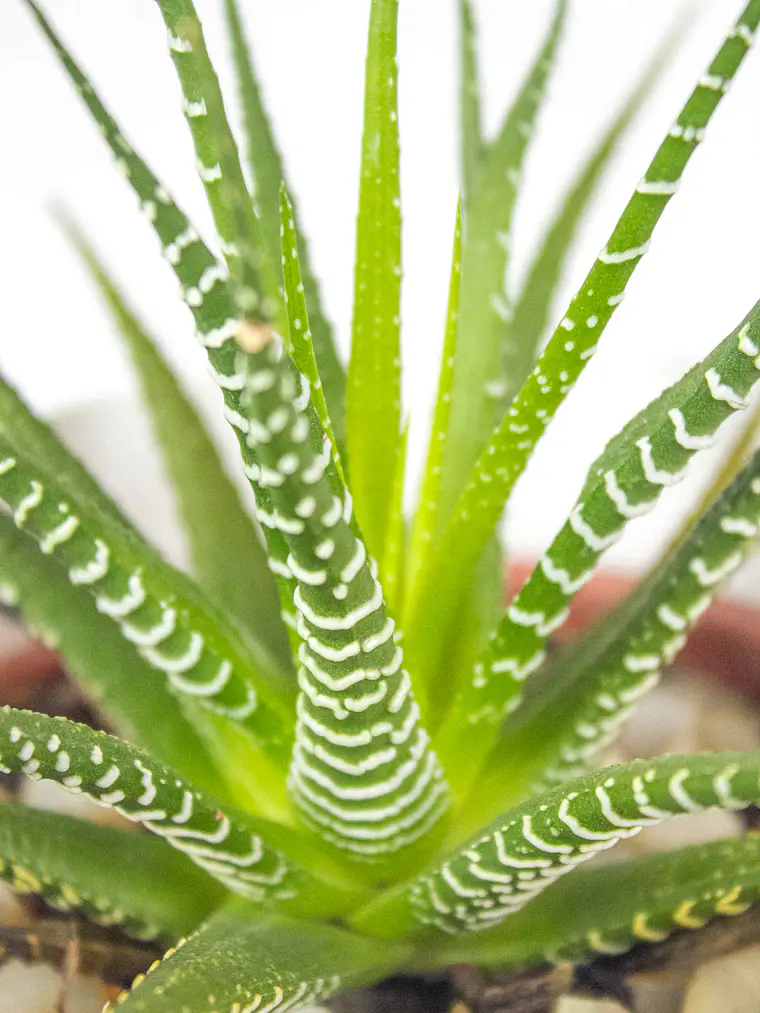 🌿 Haworthia fasciata o attenuata (Cebra)  El 'Cebra' de la Sombra Brillante: 3