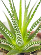 🌿 Haworthia fasciata o attenuata (Cebra)  El 'Cebra' de la Sombra Brillante: - Miniatura 3