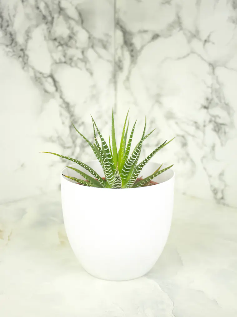 🌿 Haworthia fasciata o attenuata (Cebra)  El 'Cebra' de la Sombra Brillante: 5
