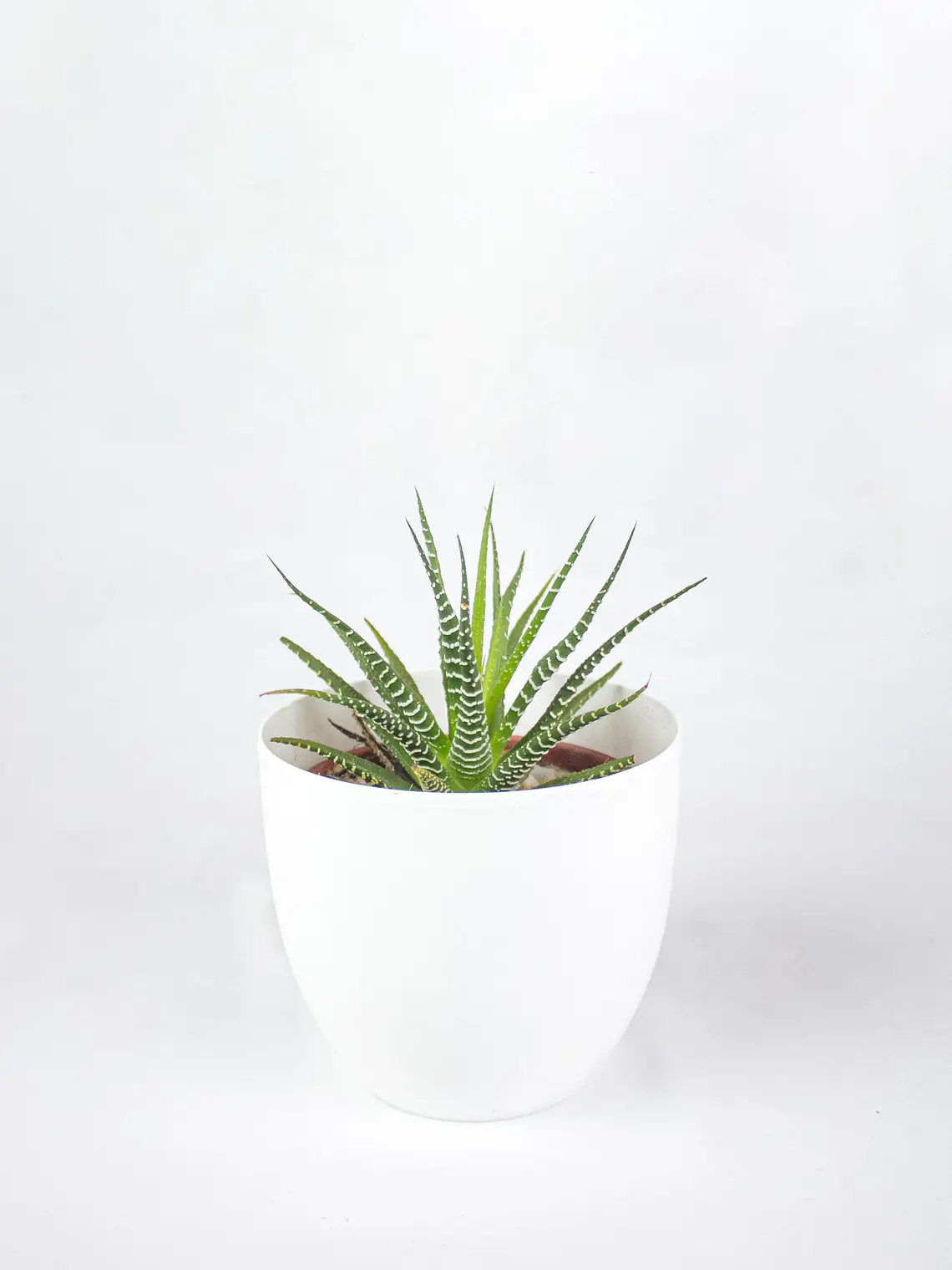 🌿 Haworthia fasciata o attenuata (Cebra)  El 'Cebra' de la Sombra Brillante: 6