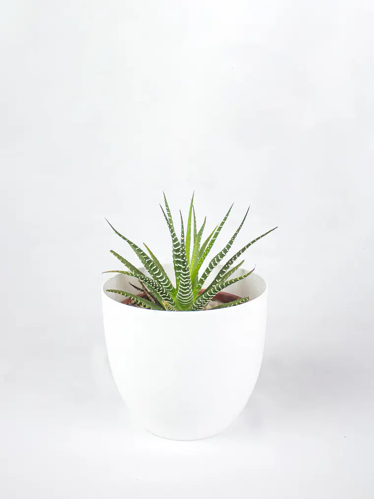 🌿 Haworthia fasciata o attenuata (Cebra)  El 'Cebra' de la Sombra Brillante: 6