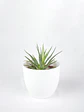 🌿 Haworthia fasciata o attenuata (Cebra)  El 'Cebra' de la Sombra Brillante: - Miniatura 6