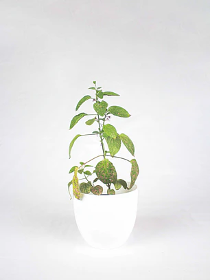 🌿 Hipoestes (Hypoestes phyllostachya) La Planta de las Mota de Color: 