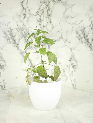 🌿 Hipoestes (Hypoestes phyllostachya) La Planta de las Mota de Color: 