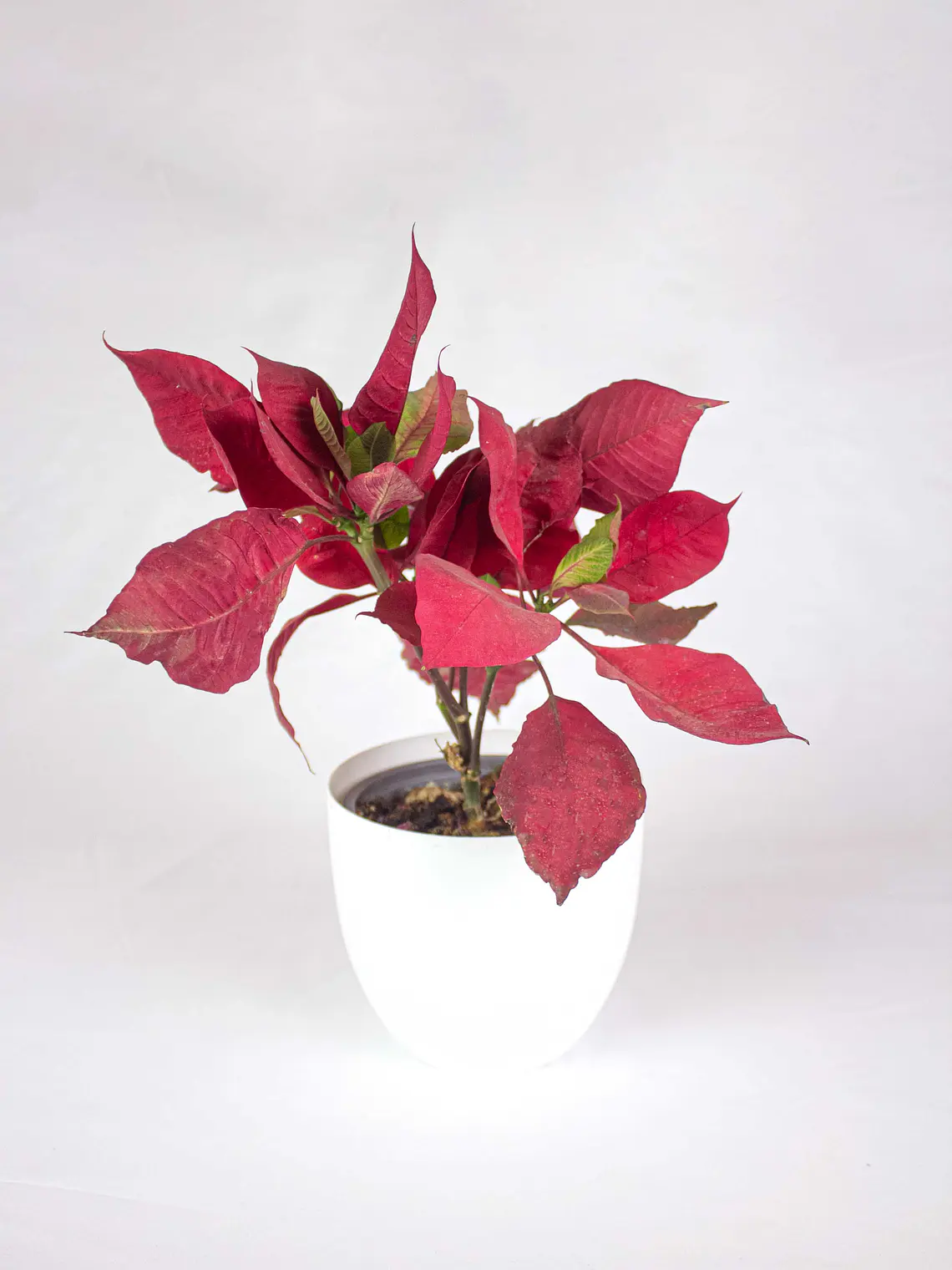 🌿 Corona del Inca (Poinsettia o Flor de Pascua) 1