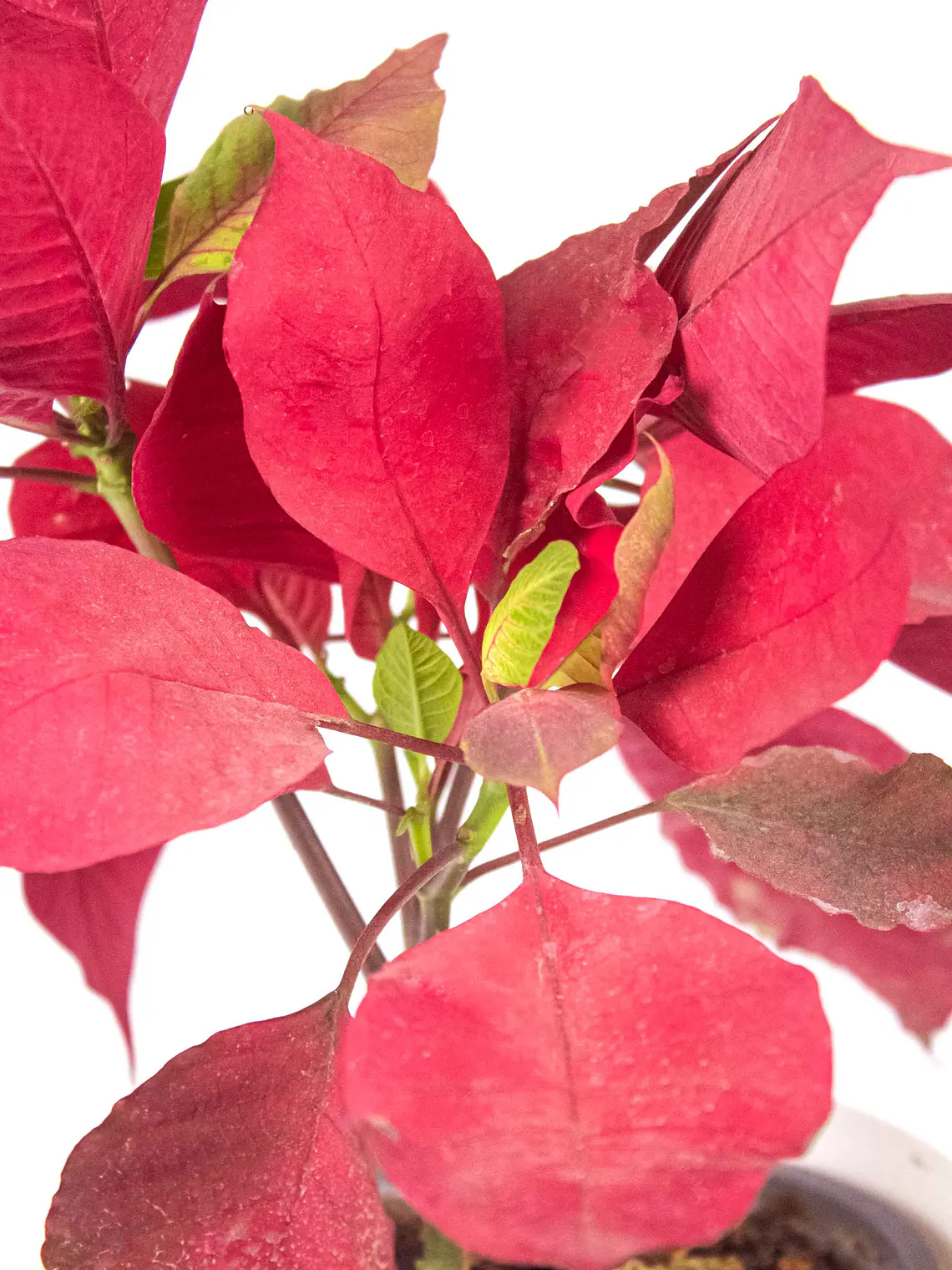 🌿 Corona del Inca (Poinsettia o Flor de Pascua) 2