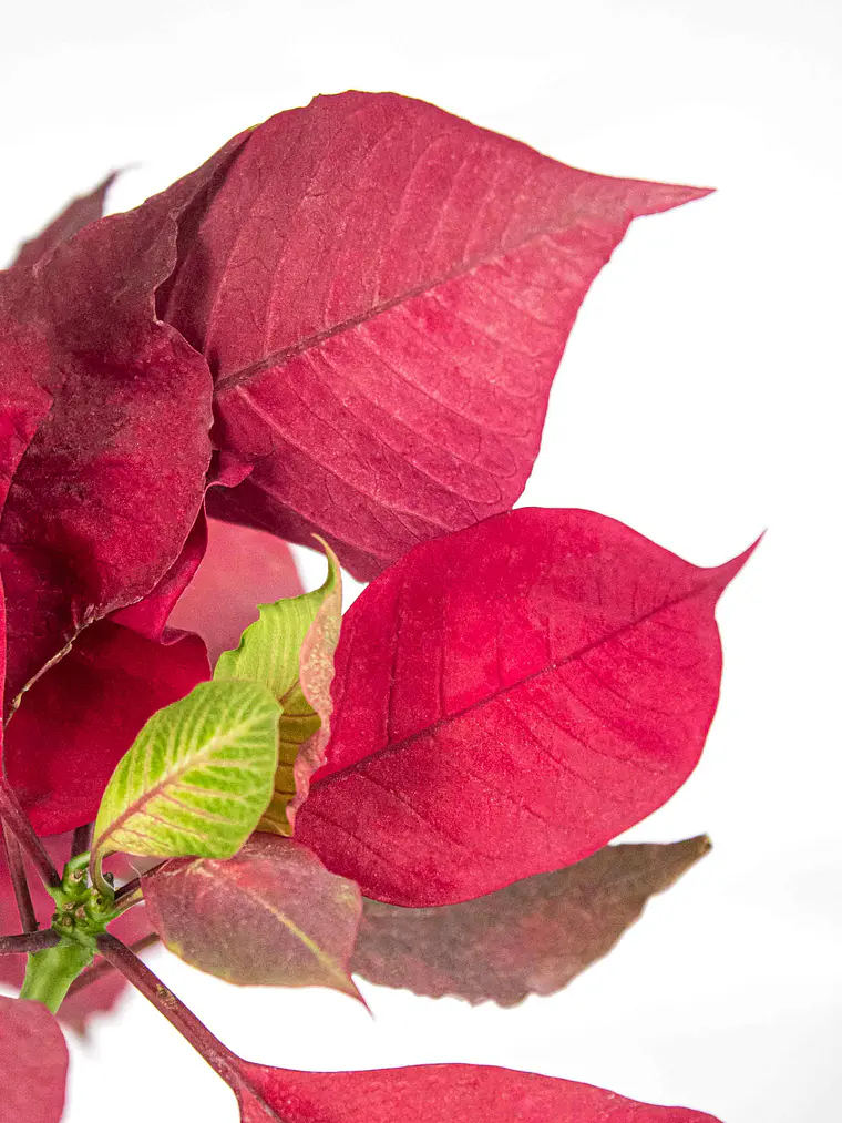 🌿 Corona del Inca (Poinsettia o Flor de Pascua) 3