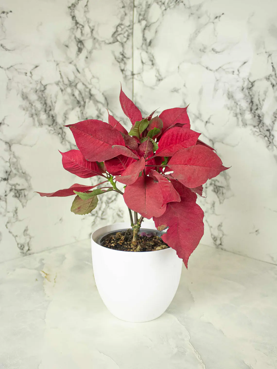 🌿 Corona del Inca (Poinsettia o Flor de Pascua) 4