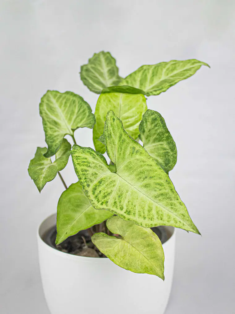 🌿 Singonio (Syngonium podophyllum) 1