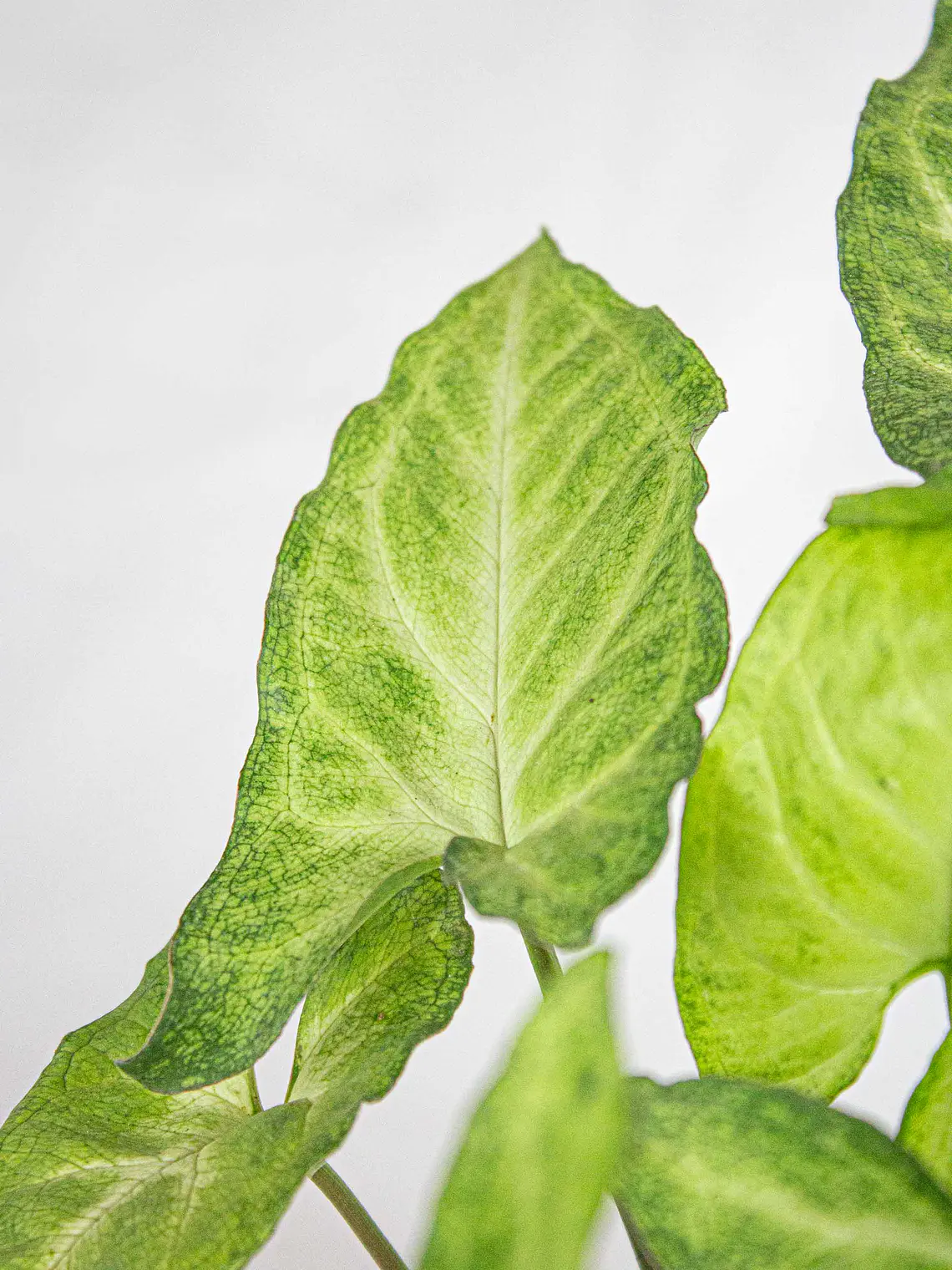 🌿 Singonio (Syngonium podophyllum) 2