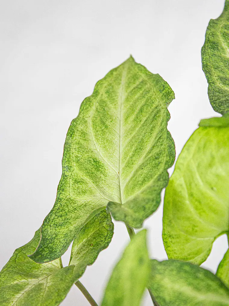 🌿 Singonio (Syngonium podophyllum) 2