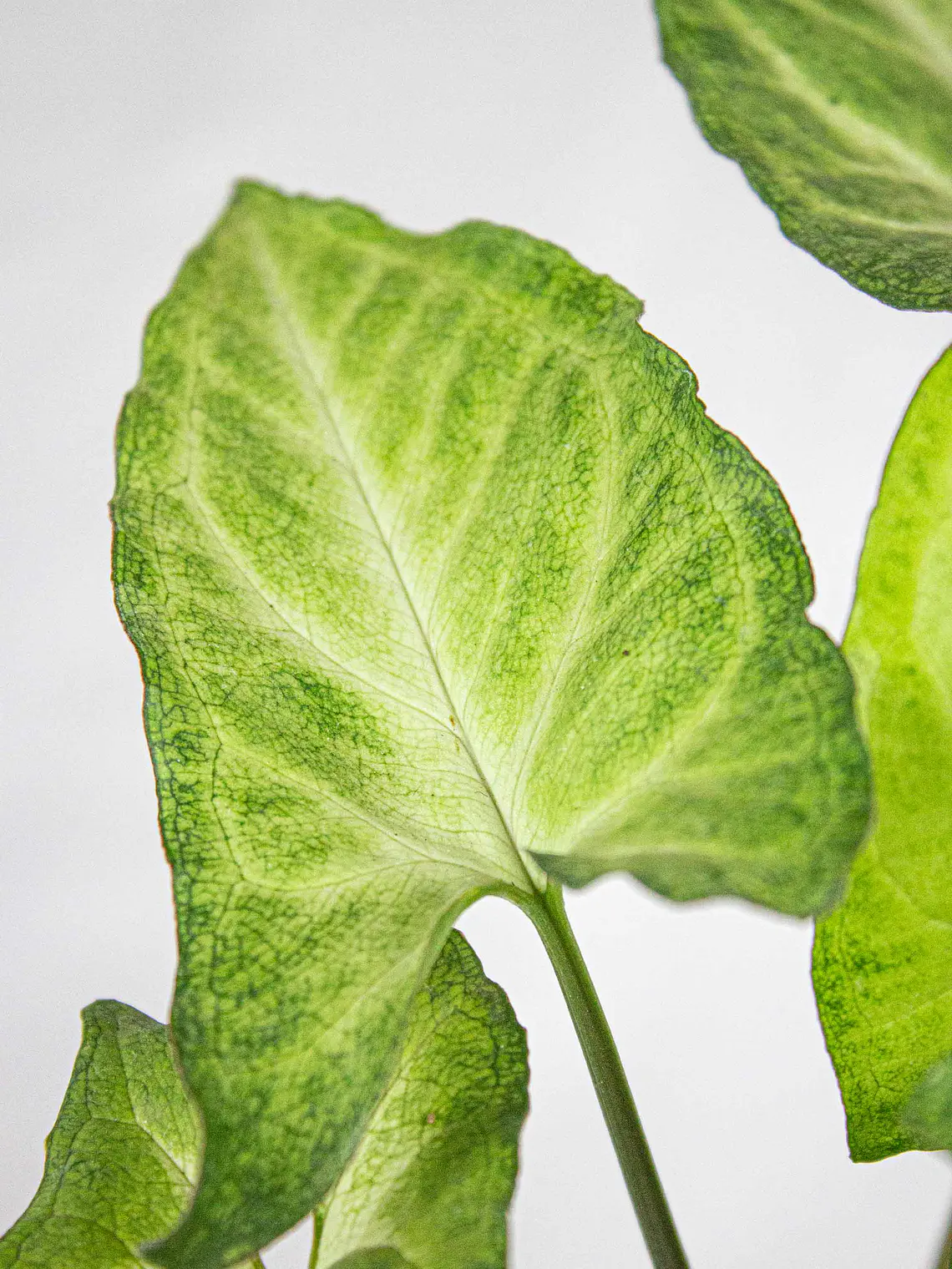 🌿 Singonio (Syngonium podophyllum) 3