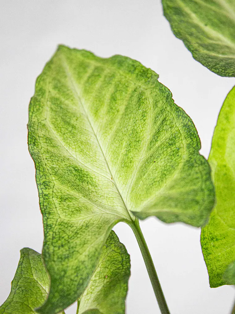 🌿 Singonio (Syngonium podophyllum) 3