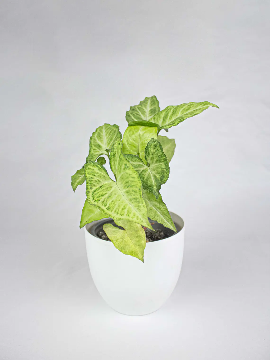 🌿 Singonio (Syngonium podophyllum) 4