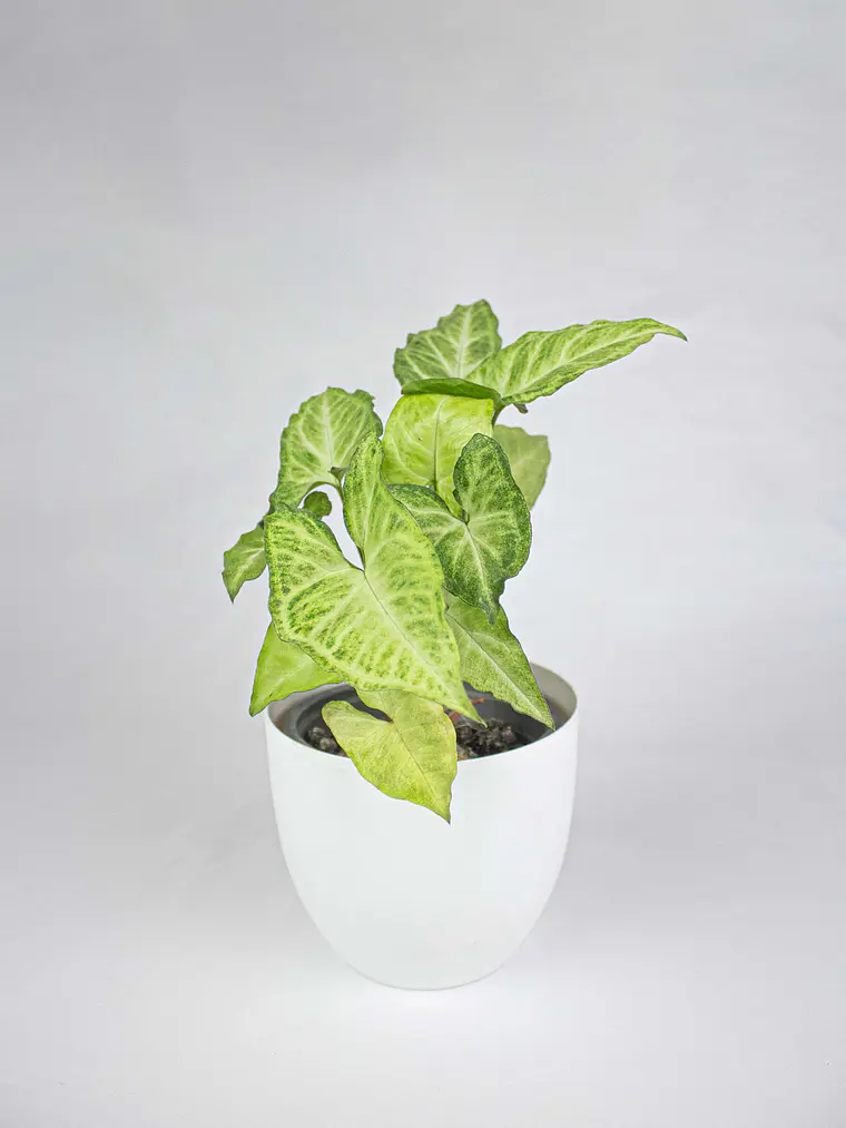 🌿 Singonio (Syngonium podophyllum) 4