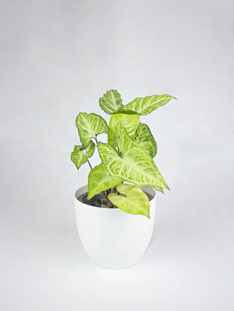 🌿 Singonio (Syngonium podophyllum) 5